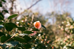 椿園　虫さん来てた　フィルム　ニコンＦＥ