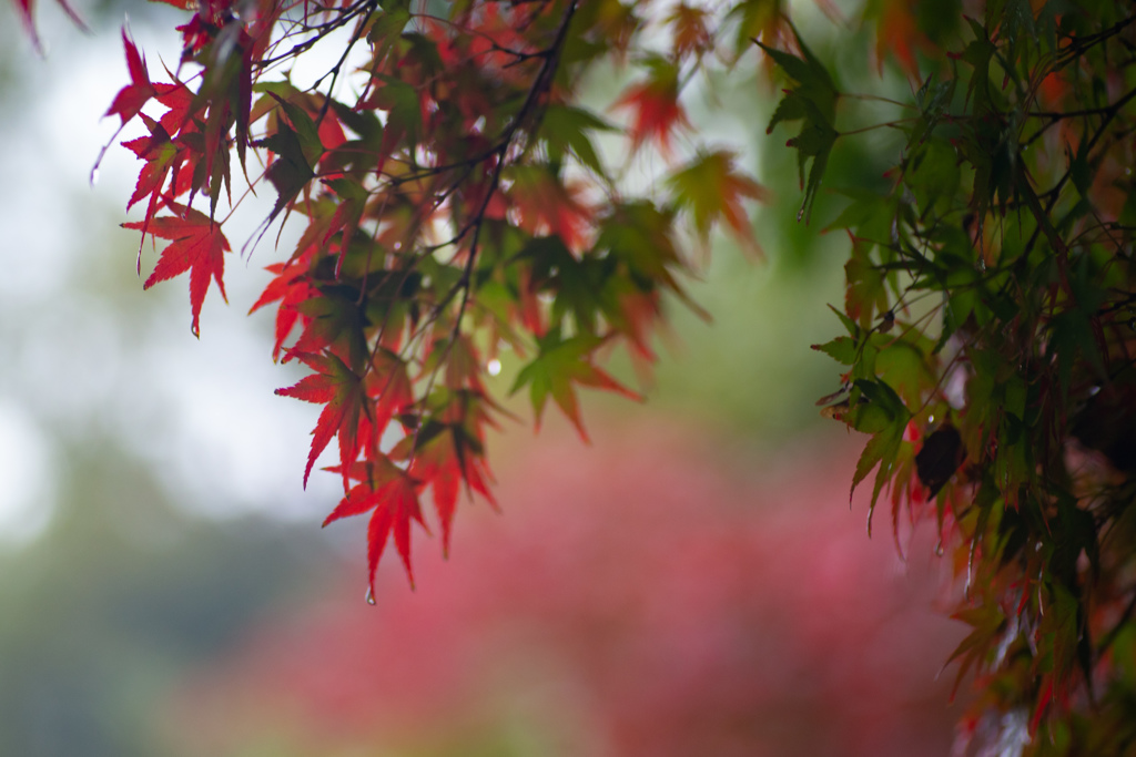 紅葉待ちきれず　雨の東山動植物園