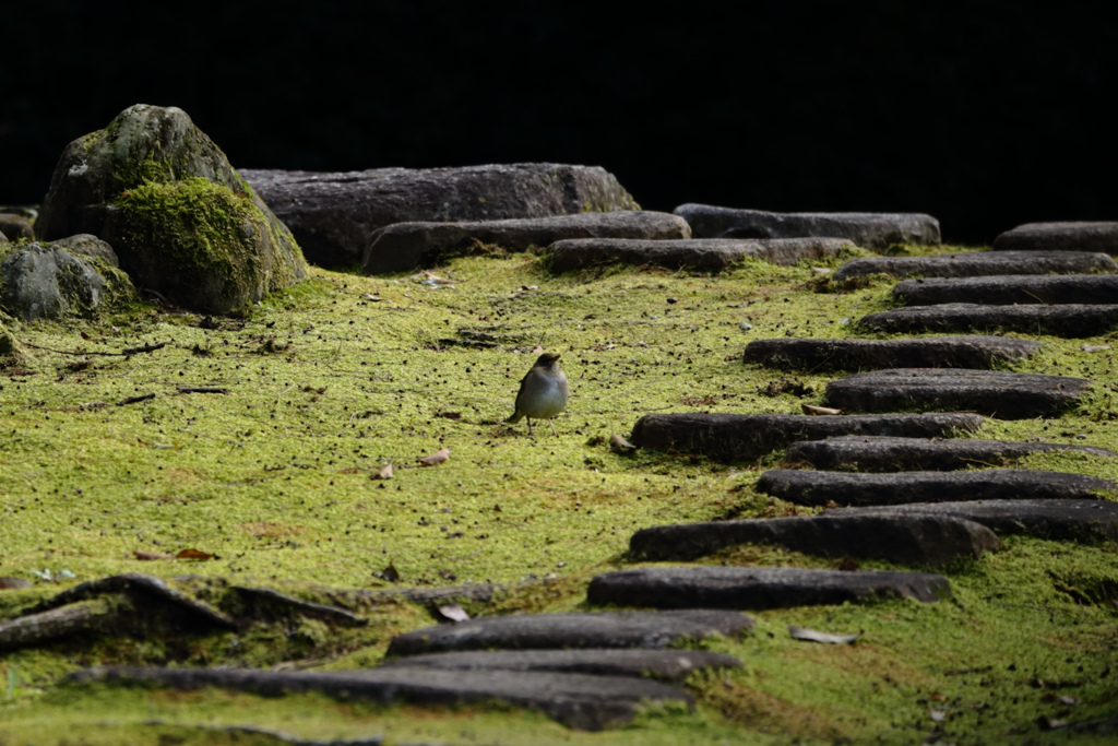 岩崎城址　鳥さん