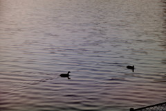 水鳥　夕方の猫ヶ洞池