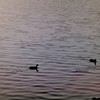 水鳥　夕方の猫ヶ洞池