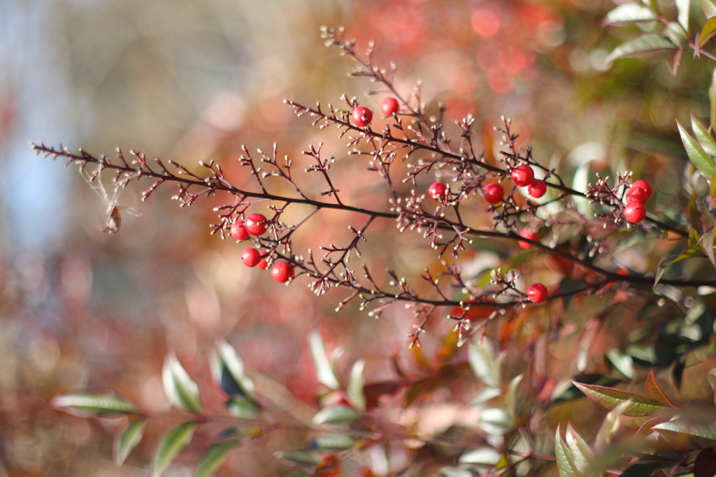 なんてん撮影は続く　その⑤