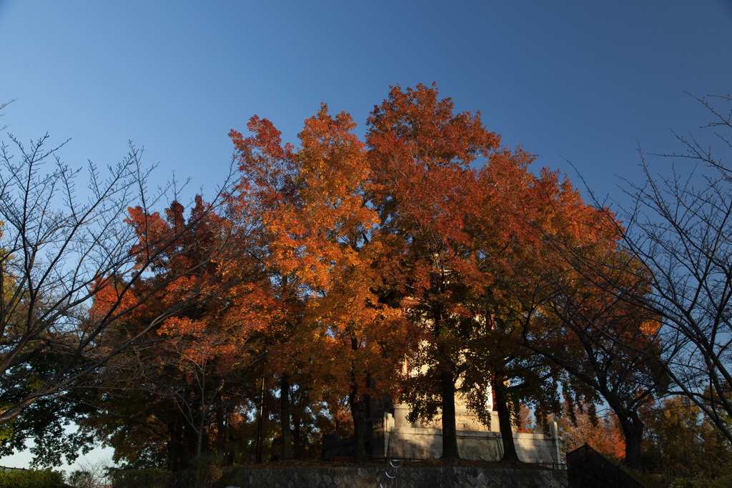 紅葉につつまれる平和堂