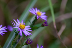 薄紫　一脚利用せよ！