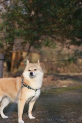 コロン君　ちょっとオーバー目・・・　　背景ちょっとぐるぐる