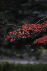 紅葉　東山動植物園にて