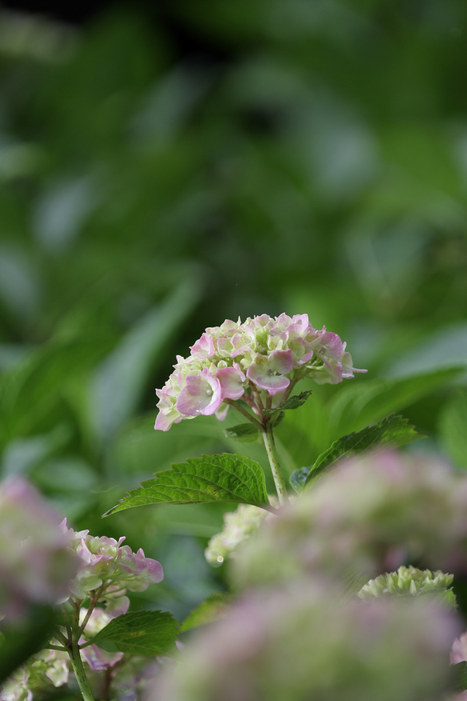 紫陽花シーズン来たよ〜