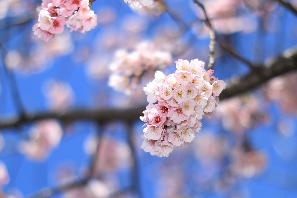 桜　