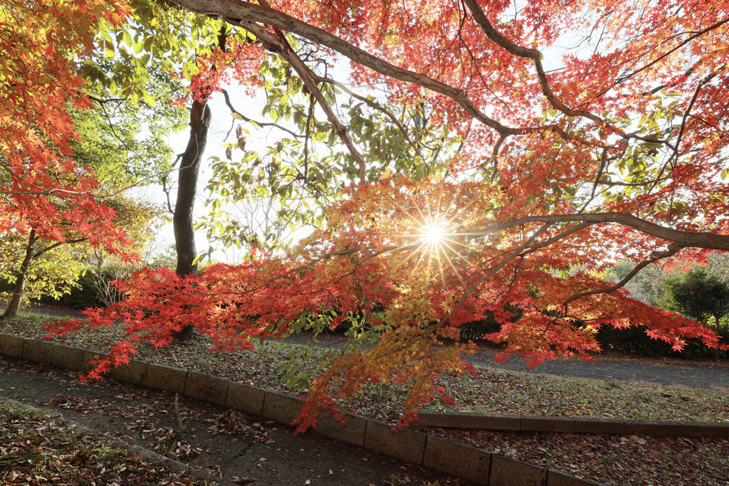 紅葉キラリ