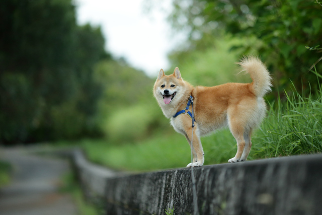 価格 Com ポメラニアン 特徴 性格 飼い方