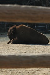 バイソンさん　　柵の間から