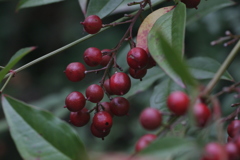 赤を探してシリーズ化!　東山植物園