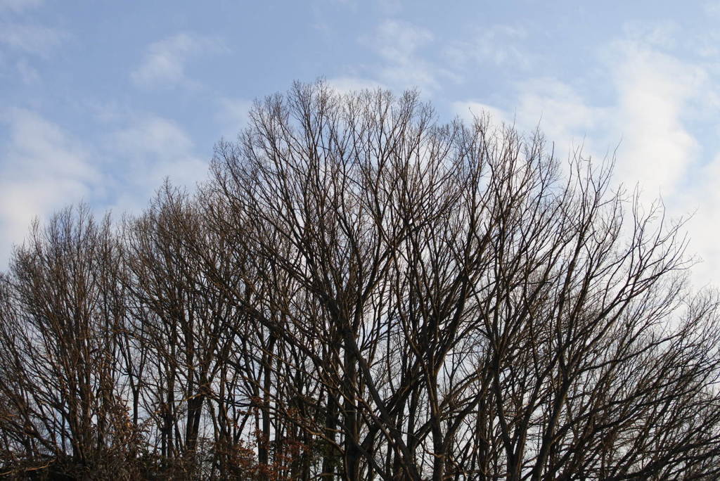 森と空　