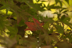 紅葉準備　東山動植物園