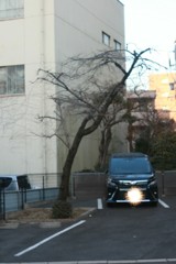 駐車場の桜の木　スナップ通勤