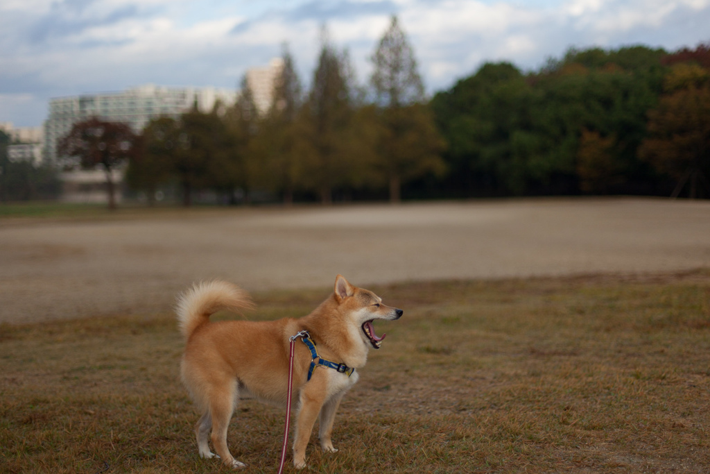 コロン君　　大あくび