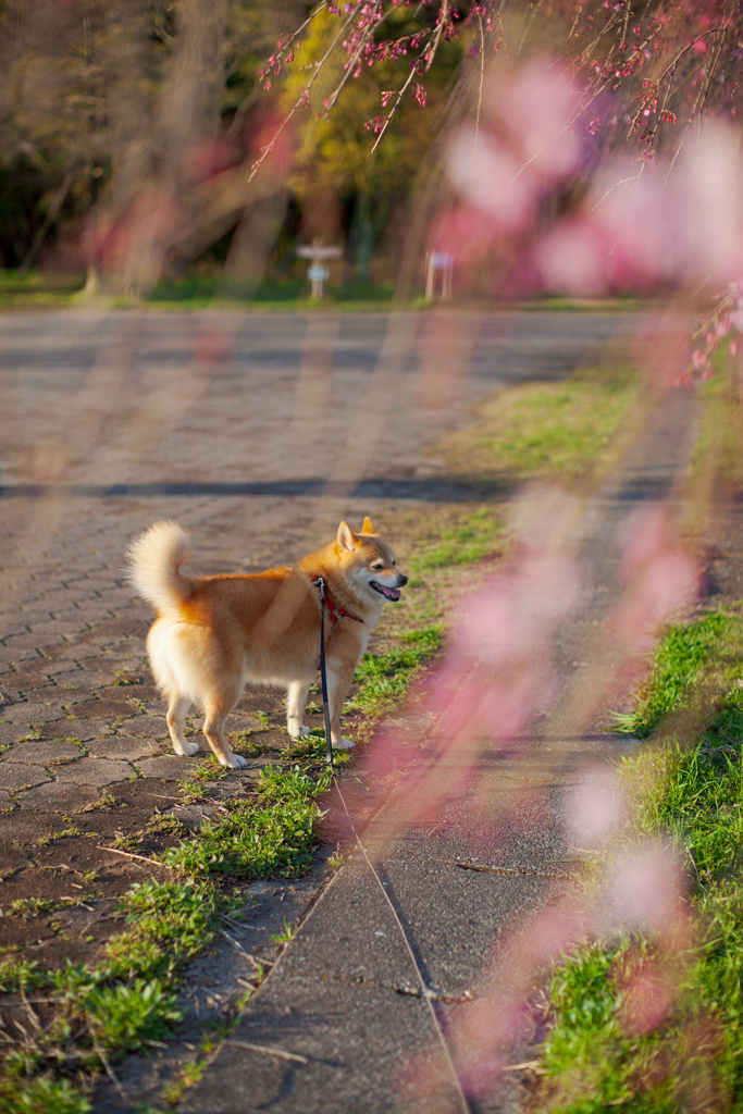 枝垂桜とコロン君