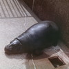 お水〜　入れて〜　コビトカバのコユリちゃん