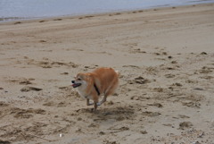 コロン君疾走♪