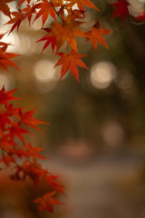 紅葉とベンチ・・・②　オールドレンズ