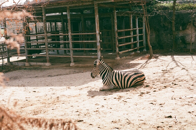 フィルムでしまうまさん　