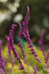 紫の共演　東山植物園
