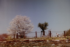 一本桜　横から