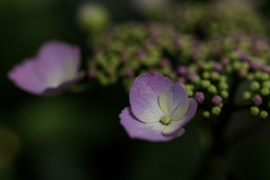 紫陽花　⑯