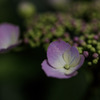 紫陽花　⑯