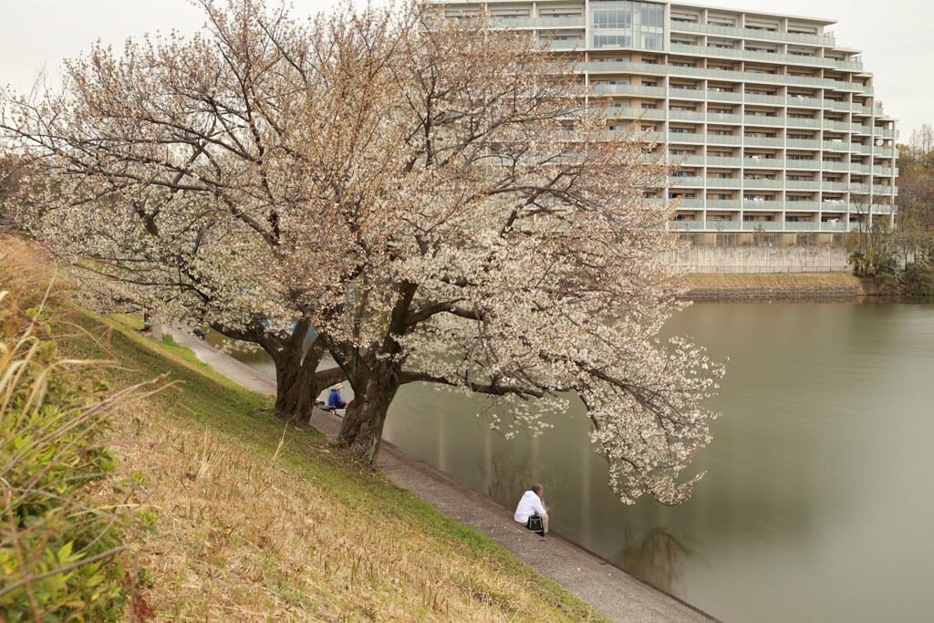 桜　猫洞池②