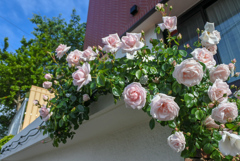 ご近所の薔薇　その②　