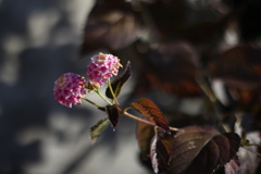 ブラックベリーのお花　終盤