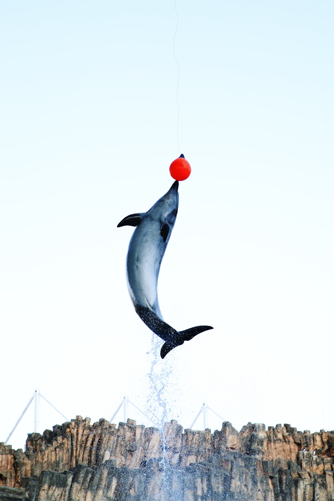 イルカさんジャンプ　オレンジボールつんつん