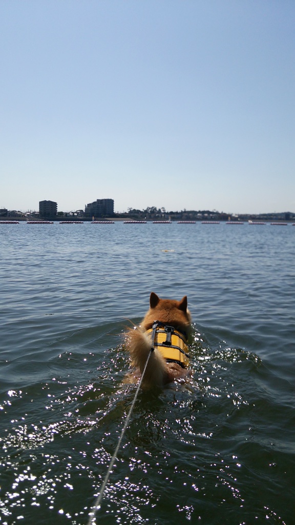 コロン君すいすい♪