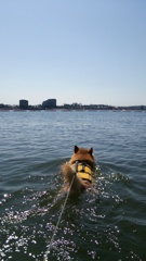 コロン君すいすい♪