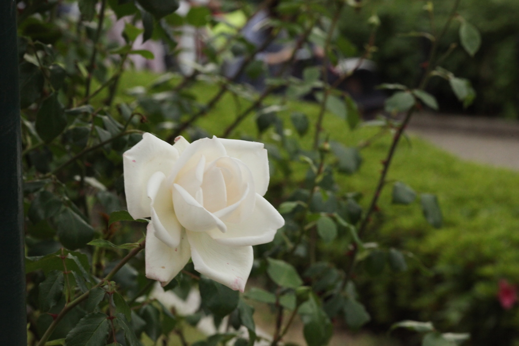 ローズガーデン　白い薔薇