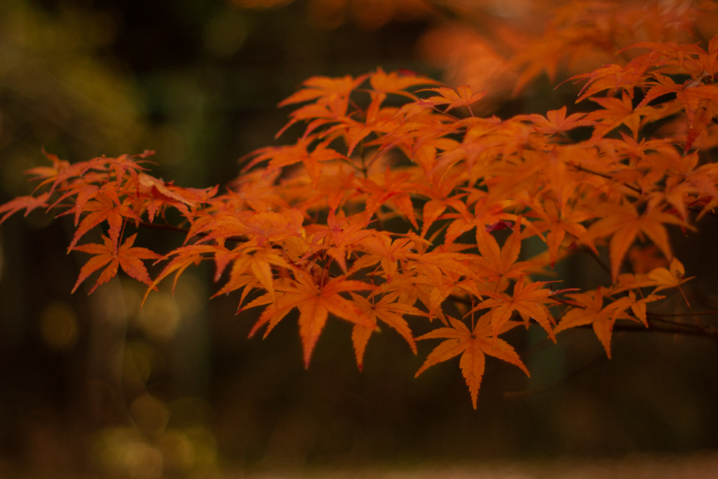 紅葉　オールドレンズ③