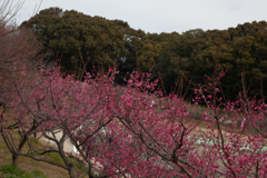 佐布里池（そうりいけ）　梅祭り