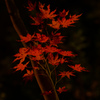 紅葉ライトアップ　DAY３　昨日のスポット
