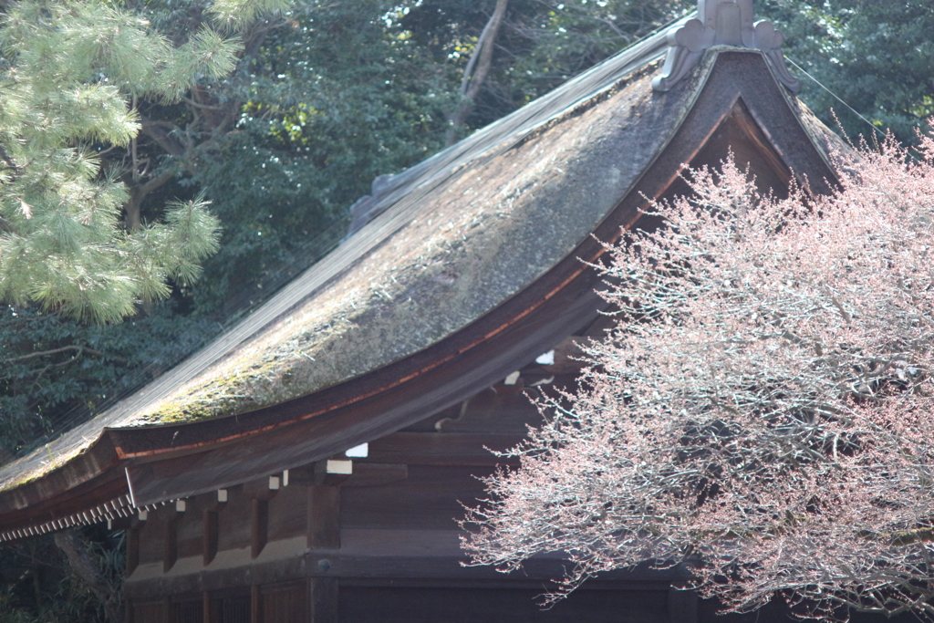 熱田神宮　その⑤　屋根切れてる　(T_T)