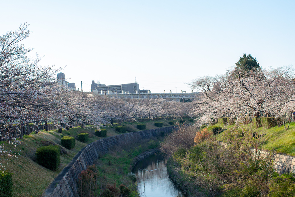 桜　山崎川