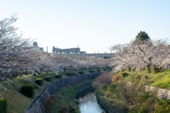桜　山崎川