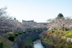 桜　山崎川