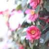 椿　椿坂　その⑤　雪の椿のはずが...