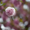八重桜