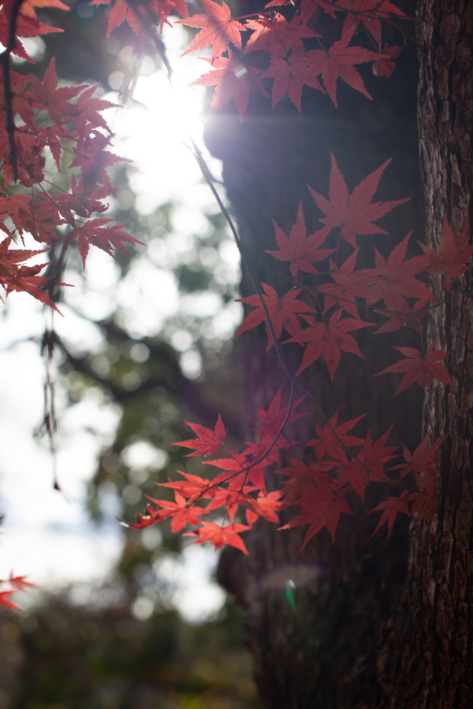 紅葉　逆光で撮りたい②