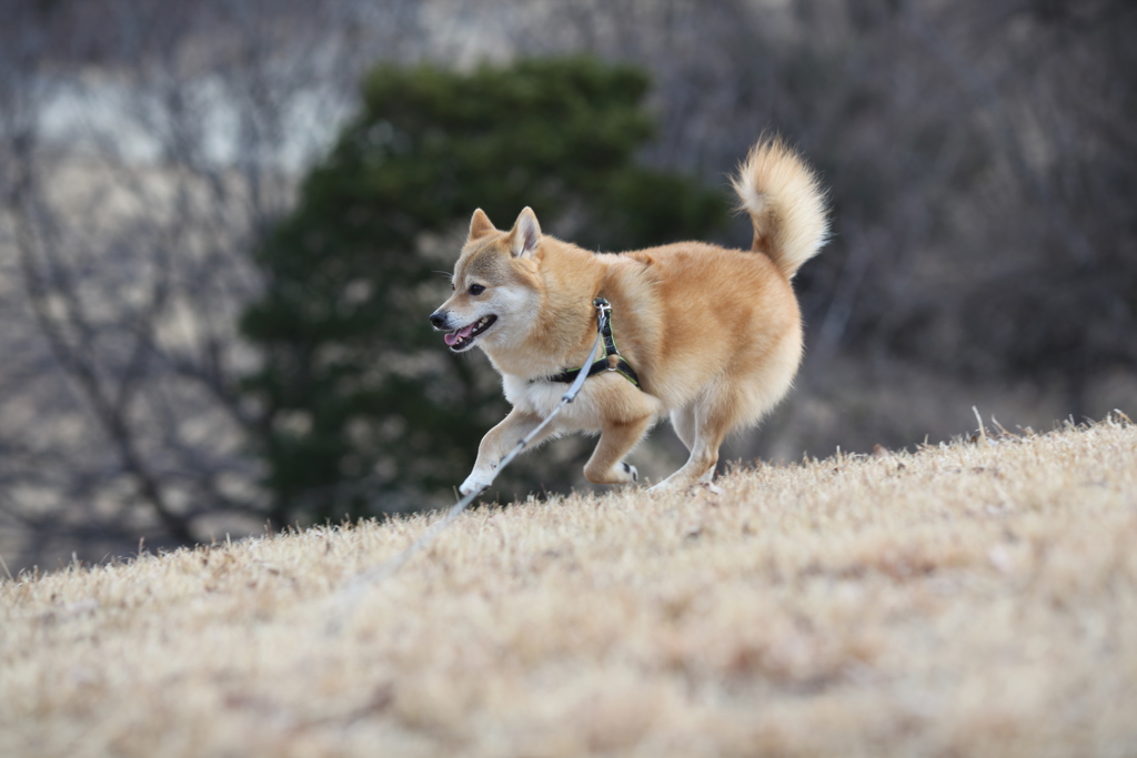 コロン君　大高緑地公園その②