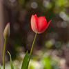 お庭のチューリップ咲いた〜