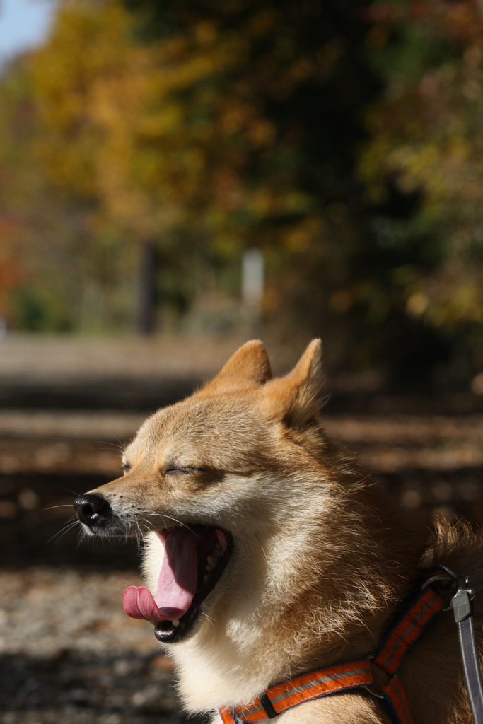 早く撮ってよ〜!　モデル犬もたいへんだね(ーー;)