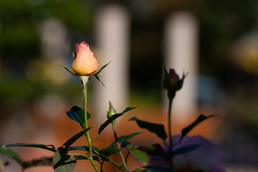 薔薇のつぼみ　フラリエ